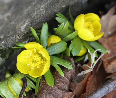 Winter aconites